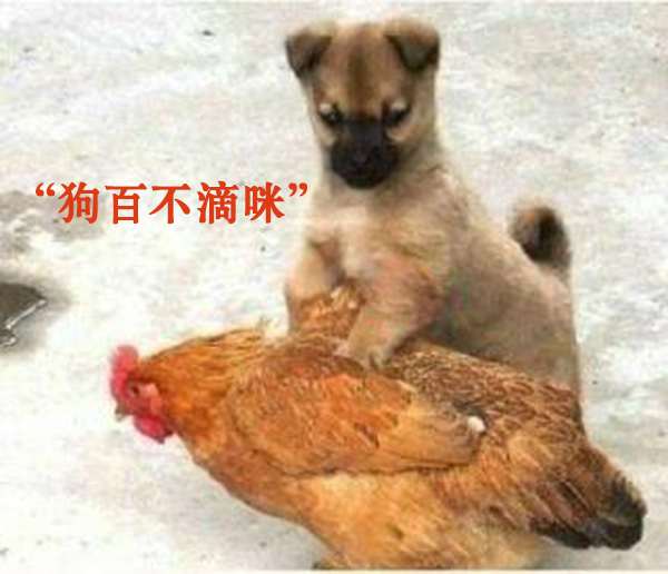 狗百不滴咪.jpg 狗百不滴咪.jpg