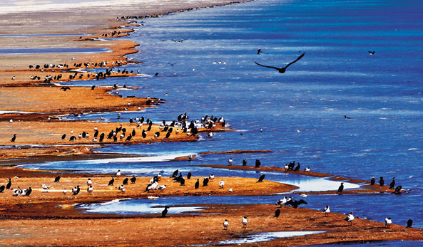 青海湖.png 青海湖.png